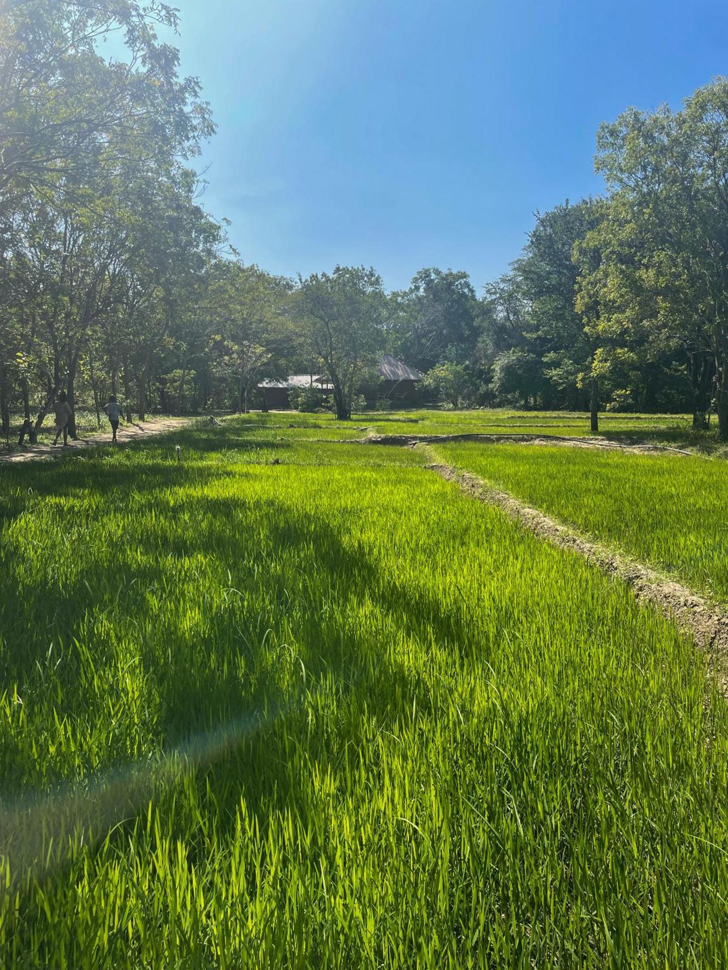 Sahana Retreat Buttala Zewnętrze zdjęcie